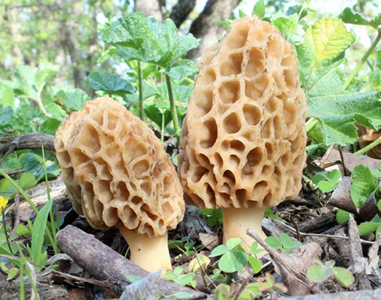 Morchella americana